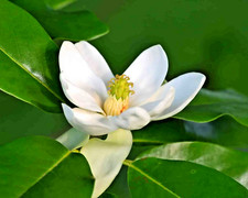 12 SEMILLAS DE MAGNOLIA PLENA SWEET BAY - Magnolia virginiana 'Plena'