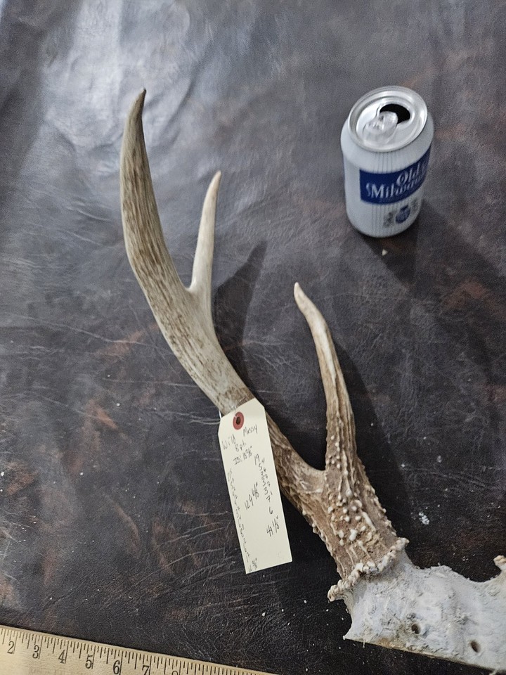 Wild 8 Point Whitetail Deer Antler Rack Horn Skull Plate Man Cave Cabin ...