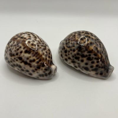 Cypraea Tigris 2 Set 4  & 3.5  Natural Tiger Cowrie Seashells Craft Beach Decor