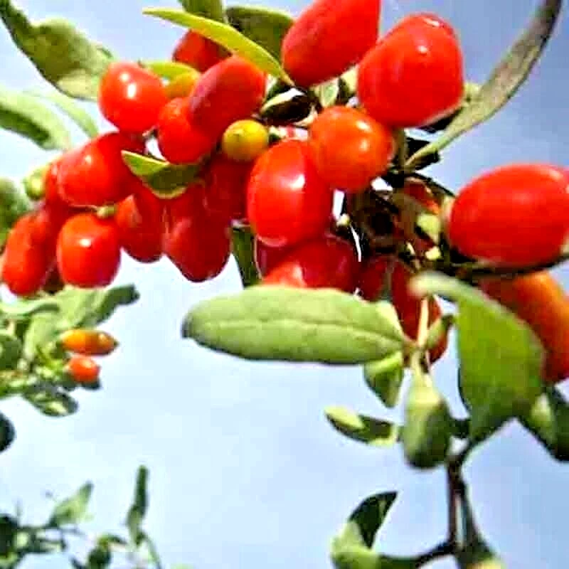 GOJI BERRY SEEDS SPRING PERENNIAL NON-GMO CHINESE WOLFBERRY HARDY FRUIT 25 SEEDS - Image 2 of 4