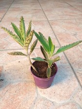 🪴❤4 Piante Bio Vaso di KALANCHOE DAIGREMONTIANA Serrata Houghtonii 3x2+Omaggio