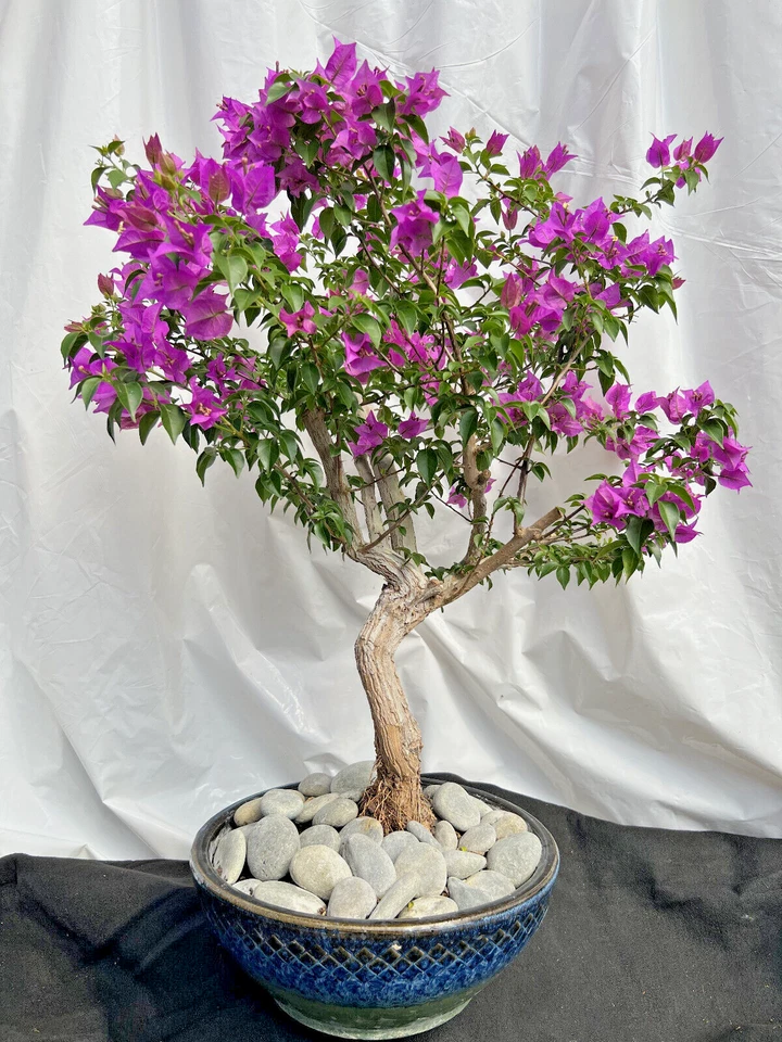 Beautiful Blooming Purple Old Live Bougainvillea Bonsai Tree Live Plant - Image 3 of 4