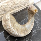 XXL Classical Ram's Ram Horn Kosher  Shofar  22" Full Natural easy to blow