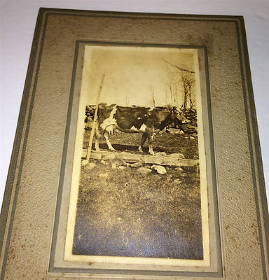 Antique Farm Outdoor Cow, Barb Wire Fence & Rock Wall Cabinet / Photo on Board!