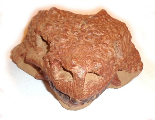 NEW!!! Fossil Replica, Pareiasaur, Permian, 260 ma, Kotelnich, Russia - Picture 2 of 9