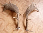 2 Beautiful Fallow Deer Fallow Deer Antler Antler Antler Antler Antler