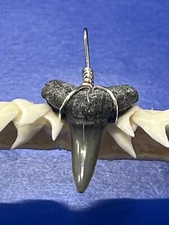 SHARK TOOTH PENDANT Fossilized 3/4 Inch Lower LEMON Shark Tooth 