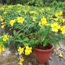 2 Yellow Allamanda Starter Live Plant 5 to 8 inches tall~2 Plug Size Live Plants