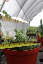 Myrtillocactus geometrizans Elite crest