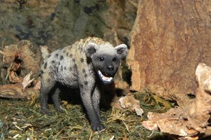 hyena schleich