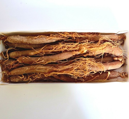 Ginseng rot Gising Bio | 7 Jahre ganze Wurzel | Ginsengwurzel mit Haaren | 8 Zoll - Bild 2 von 6