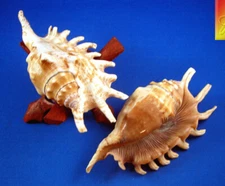Set of 3 Beautiful Spyder Conch Shell (Lambis Milipeda) 4-5" Beach Decor Display