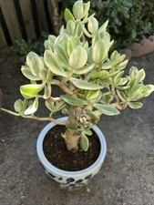 Variagated Jade Crassula Ovata Money Tree 15  Tall X 10  Wide Organic Healthy