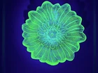 Vintage Lily Pons Indiana Green Glass Flower Bowl, Uranium Vaseline Depression