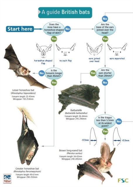 A Guide to British Bats by Kate Jones (Wallchart)