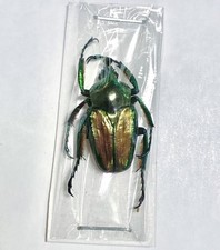 Cetonidae : Phaedimus lydiae A1