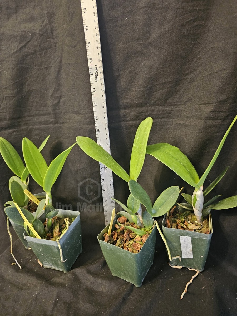 Rlc Yen Corona 'Green Genie' Near Blooming Size Cattleya Orchid