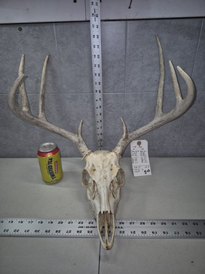 #ad #ad Wild 8 Point Whitetail Deer Antler Horn Skull European Mount Man Cave 113 4 Buck $104.00