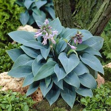Hosta Halcyon Plantain Lily Herbaceous Perennial Plant | 17cm/2L