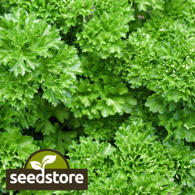 #ad #ad Forest Green Parsley Seeds Heirloom Non GMO Free Shipping Herb Seed 1132 $90.69