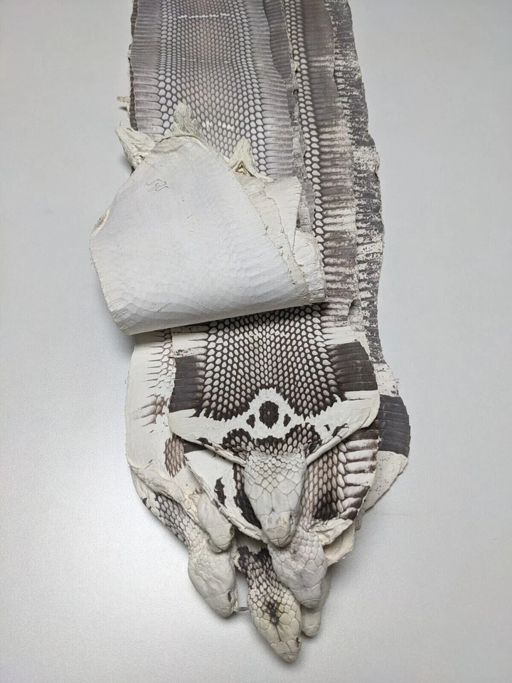 Unbreached Genuine Snake Skin Snakeskin Leather w/ Natural Head - Image 2 of 4