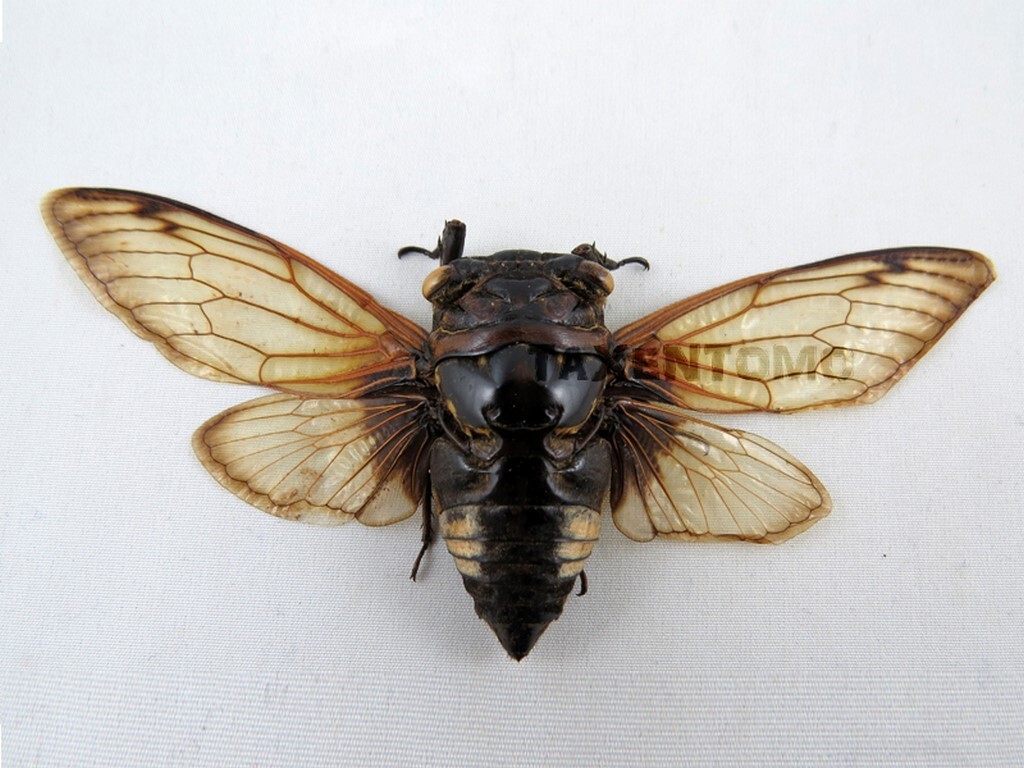 Cryptotympana acuta | eBay