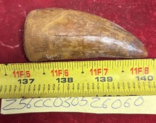 Rare Carcharodontosaurus Dinosaur Tooth T Rex Cousin 95 Mil Yrs Fossil 3 1/8”