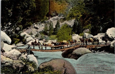 Mule Train on Cable Bridge Crossing Big Creek, CA Vintage Postcard Y53