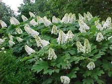 Oakleaf Hydrangea, Hydrangea Quercifolia, Seeds (Fast, Showy, Fall Color)