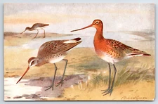 Postcard  Roland Green Blacktailed Godwit Bird Art Postcard RS Series