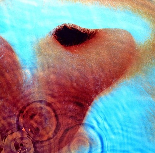 Pink Floyd - Meddle - Vinyl New