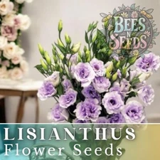 Heather Enigma Lisianthus Seeds - 125-5000 Seeds Flower Seed Non Gmo Heirloom