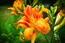 8 Orange Daylily Bulbs Bare Root Ditch Lily Hardy Perennial