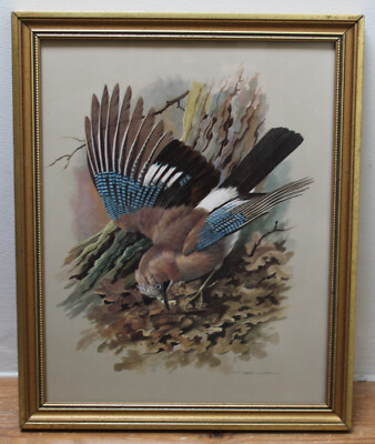 JAY Among Oak Leaves - Vintage gerahmter Vogel ornithologischer Druck nach Basil Ede