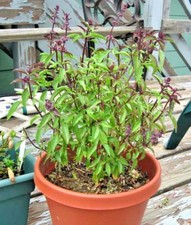 300 THAI BASIL Seeds Asian Organic Herb Summer Vegetable Garden Patio Container