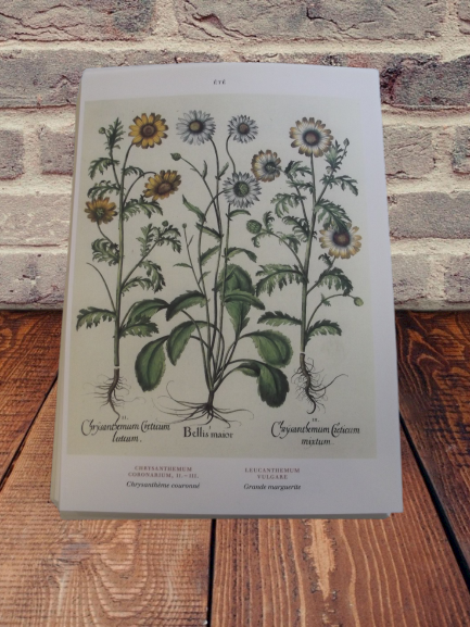 Bogen Botanik Plakat Art Druck Sommer Blume Chrysantheme Große Marguerite
