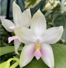 Phalaenopsis bellina Raingreen s Pink - Mounted