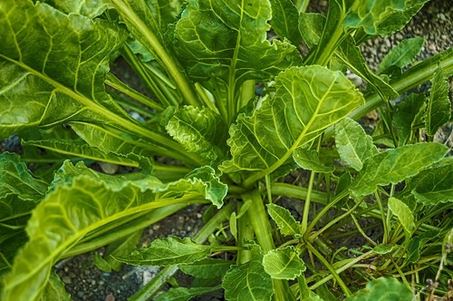 AUTUMN & WINTER VEGETABLE SEEDS PACK-10 PACKETS-GROW YOUR OWN VEGETABLE GARDEN - Picture 14 of 17