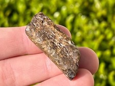 Texas Fossil Marine Reptile Rib Bone Mosasaur Plesiosaur Ozan Formation