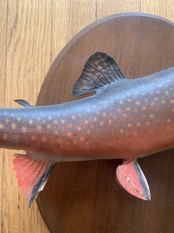 "Taxidermia de plaga de montaje en pared trucha vintage Georgia Harper's 12"" como está" Foto 3 de 4