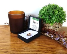 100% Genuine Mosasaur Tooth Fossil Dinosaur Morocco 15-20mm in Presentation Box