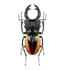 REAL Odontolabis wollastoni Orange Stripe Stag Beetle 65mm Unmounted in USA