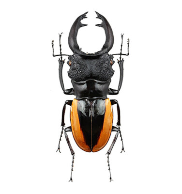 REAL Odontolabis wollastoni Orange Stripe Stag Beetle +65mm