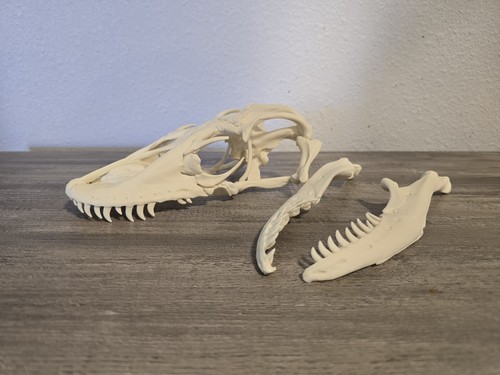 REPLICA Komodo Dragon Skull