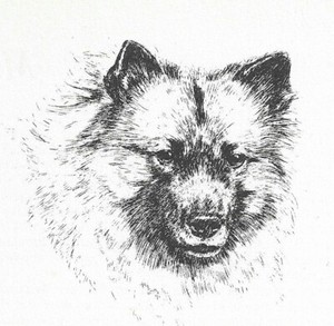 Keeshond #1 - CUSTOM MATTED - 1963 Vintage Dog Art Print 0507 CLD