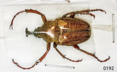 0192 Cetoniinae Mycteristes Rhinophyllus A1 From Indonesia Ebay