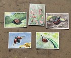 Original ACEO Ladybug Series, Watercolor, Insects, Cute, Realism, Mini, Nature — photo 3