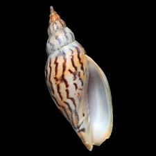 Volutoidea-0085 Harpulina loroisi 97.7mm FROM SRI LANKA