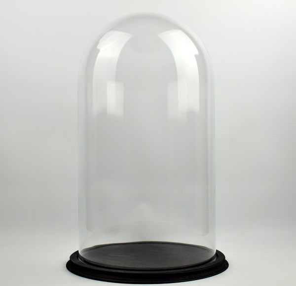 Clear Circular Glass Dome With Black Vintage Wooden Base H:45 x 25 cm