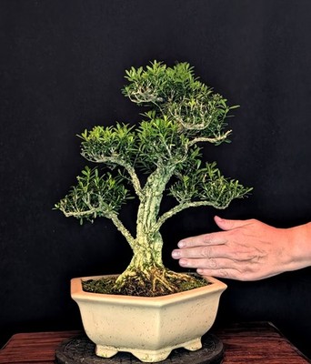 BONSAI CHINESISCHER BUCHSBAUM BUXUS HARLANDII KORKRINDE INDOOR